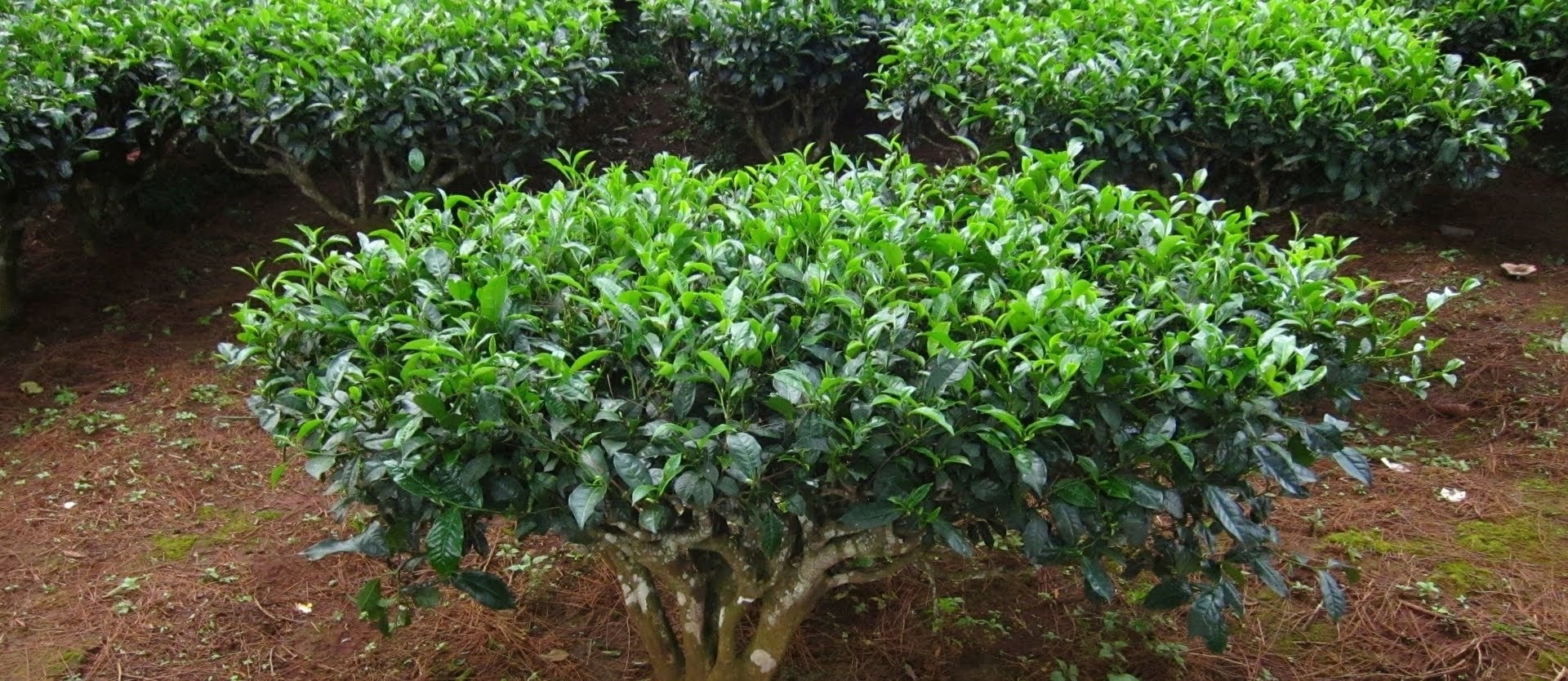 Antimutagenic Activity of Green Versus White Tea