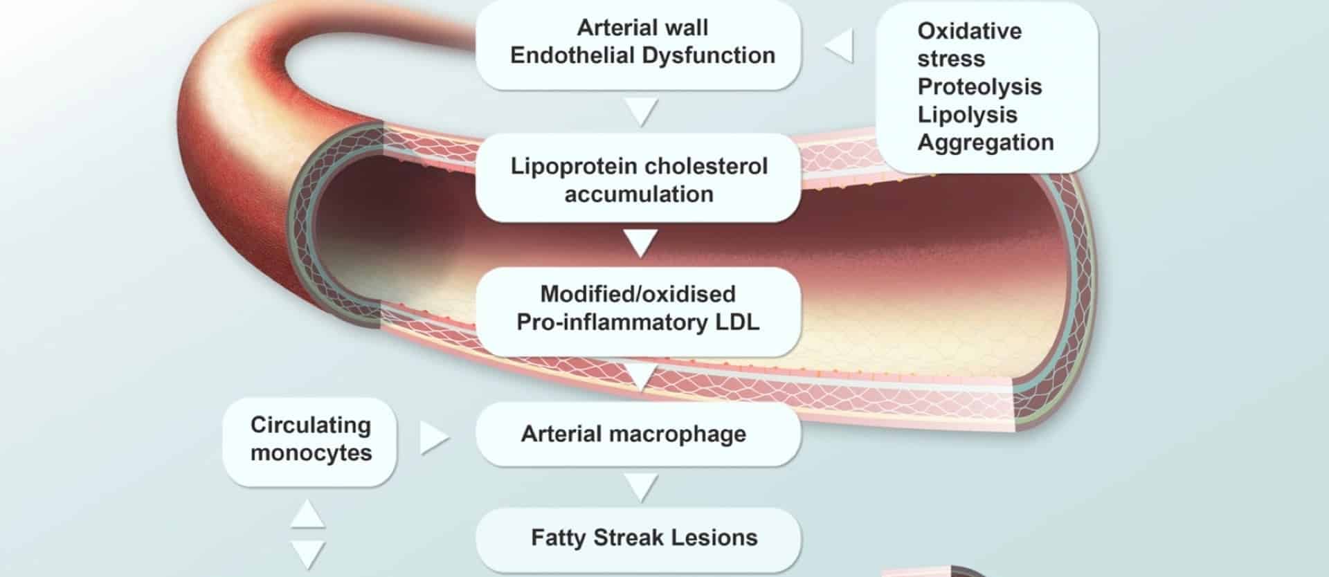 The Leaky Gut Theory of Why Animal Products Cause Inflammation