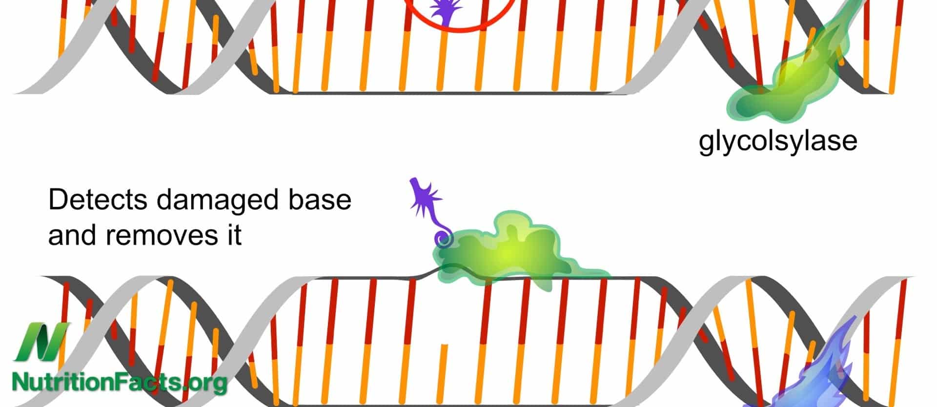 kiwifruit and DNA Repair
