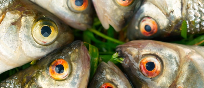 Is Fish Oil Just Snake Oil