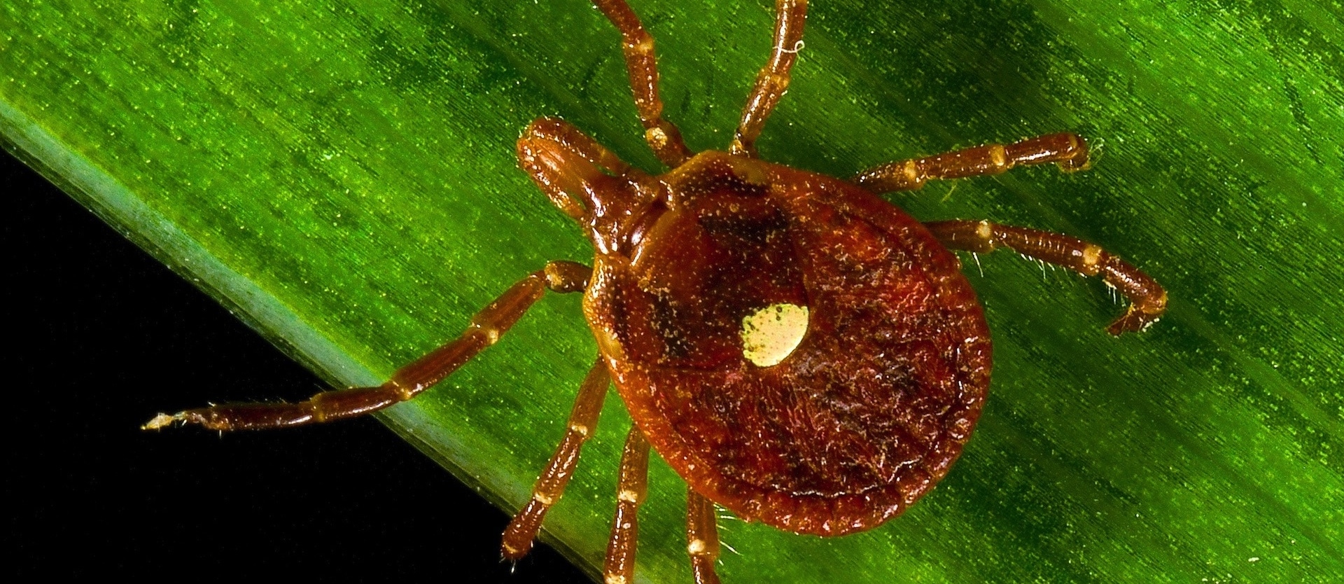 Alpha Gal and the Lone Star Tick