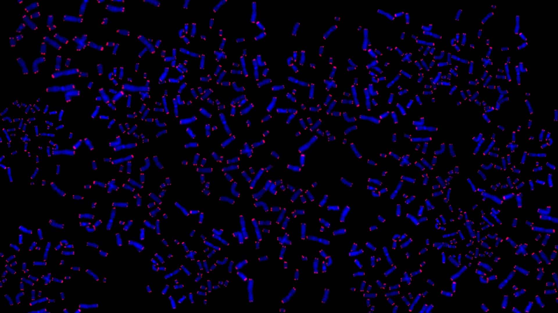 Telomeres: Cap It All Off With Diet